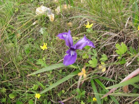 douglas-iris-buttercups